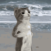 Cat at the beach animation