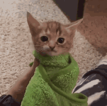 Cat wrapped in a blanket animation
