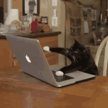 Cat working on a computer animation