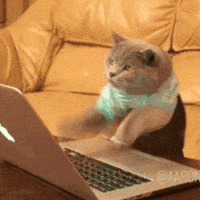 Cat fast typing on a keyboard animation
