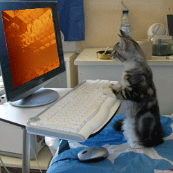 Cat using a small computer animation