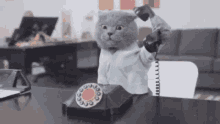 Cat making a call animation