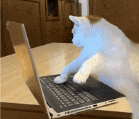 White cat using a computer animation